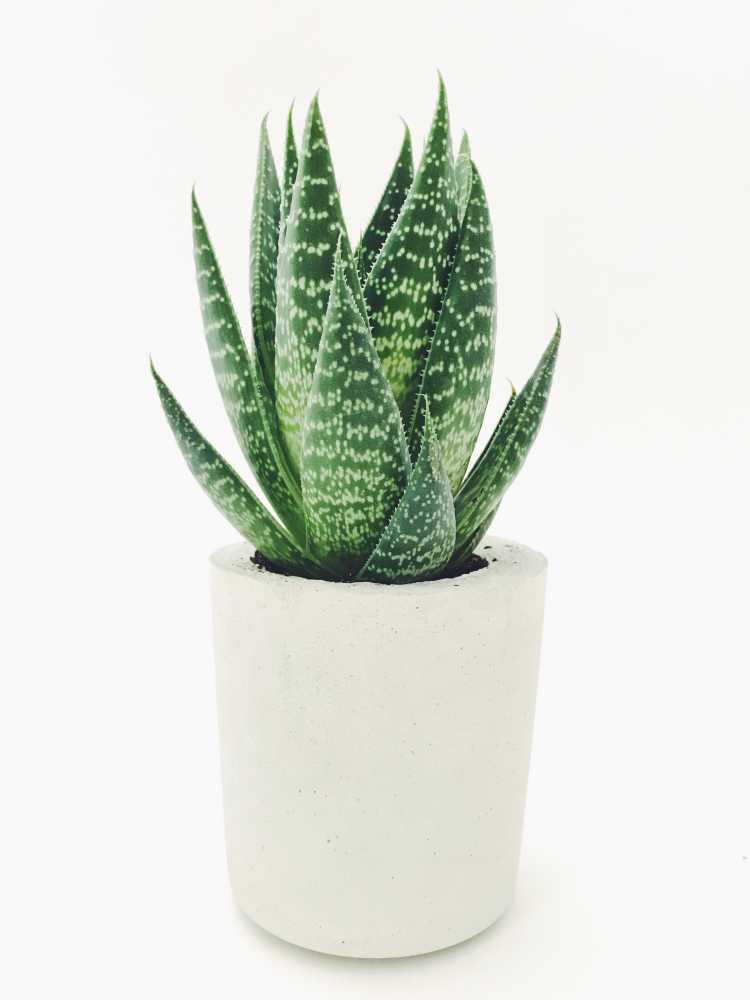 水泥圓形花盆